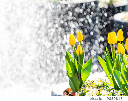 煌めく噴水と満開の黄色いチューリップの爽やかな景色 98808174