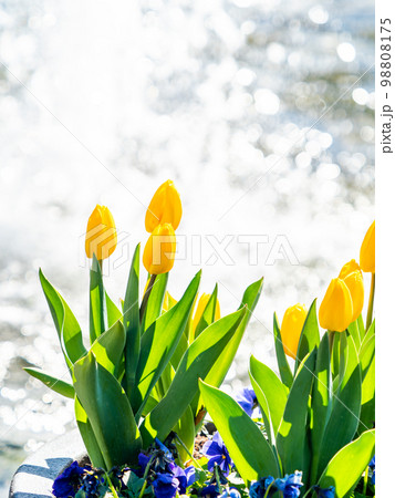 煌めく噴水と満開の黄色いチューリップの爽やかな景色 98808175