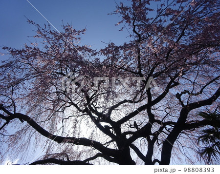 逆光の中の枝垂桜 逆光の中の枝垂桜 98808393
