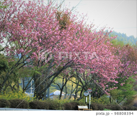 春のバス停~満開の八重桜と菜の花と 春のバス停~満開の八重桜と菜の花と 98808394