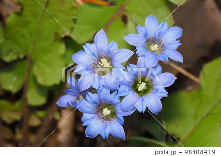 フデリンドウの花 フデリンドウの花 98808419