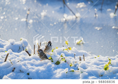 雪の上のスズメ 98808836