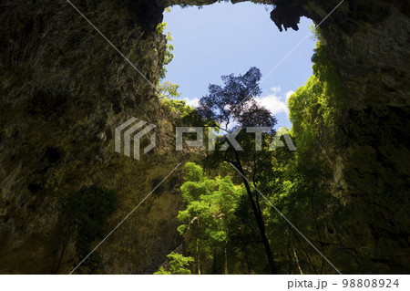 The light shining through trees from top to bottom inside the cave of Phraya Nakhon Cave at Prachuap Khiri Khan, Thailand. The light shining through trees from top to bottom inside the cave of Phraya Nakhon Cave at Prachuap Khiri Khan, Thailand. 98808924
