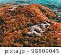 里山の桜の空撮 98809045