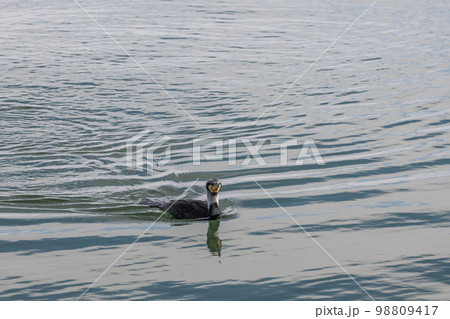 琵琶湖を泳ぐカワウ 琵琶湖を泳ぐカワウ 98809417