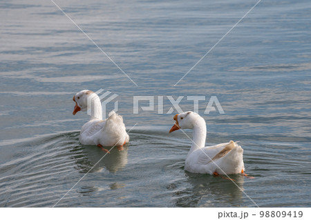 ガチョウ ガチョウ 98809419