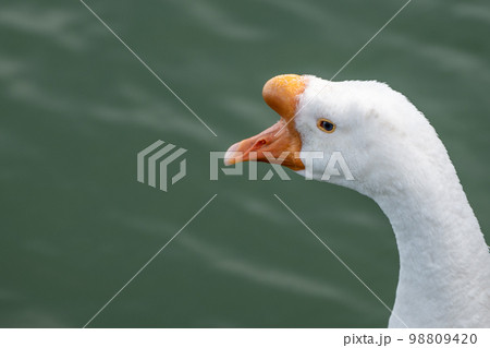 ガチョウ ガチョウ 98809420