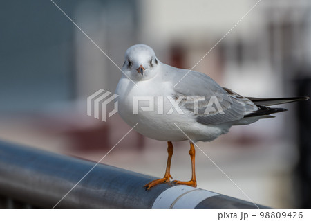 ユリカモメ 98809426
