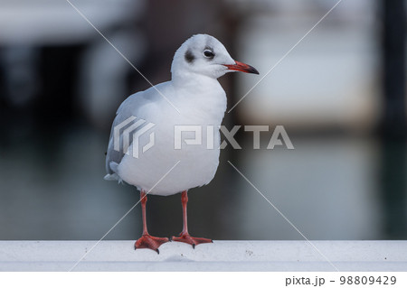 ユリカモメ 98809429