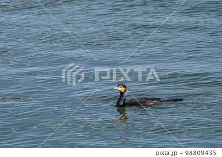 琵琶湖を泳ぐカワウ 98809435