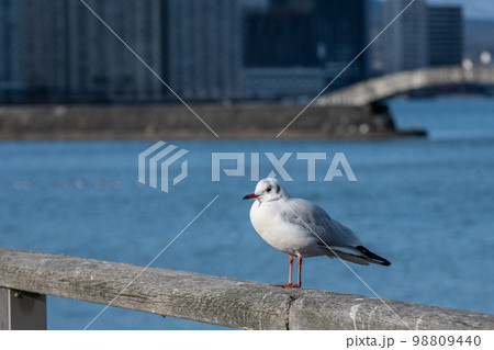 琵琶湖大津港のユリカモメ 98809440