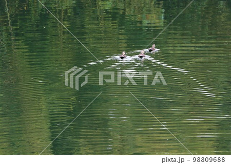 ゆずの里毛呂山町を流れる越辺川に綺麗な波紋を描いて泳ぐ三羽の水鳥の風景 98809688