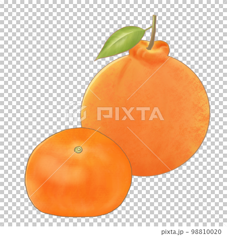 手描き風　みかんとデコポン 98810020