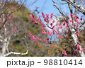 紅梅　赤い梅の花 98810414