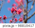 紅梅　赤い梅の花 98810417