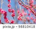 紅梅　赤い梅の花 98810418