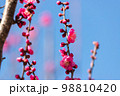 紅梅　赤い梅の花 98810420