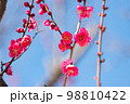 紅梅　赤い梅の花 98810422