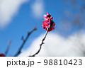 紅梅　赤い梅の花 98810423