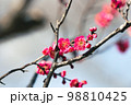 紅梅　赤い梅の花 98810425