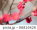 紅梅　赤い梅の花 98810426