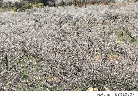 白梅が咲き誇る梅林の風景 98810607
