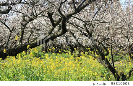 白梅と菜の花～初春の白と黄色のコントラスト① 98810608