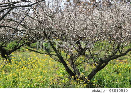 白梅と菜の花～初春の白と黄色のコントラスト③ 98810610