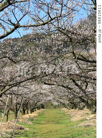 白梅の花トンネル 98810611