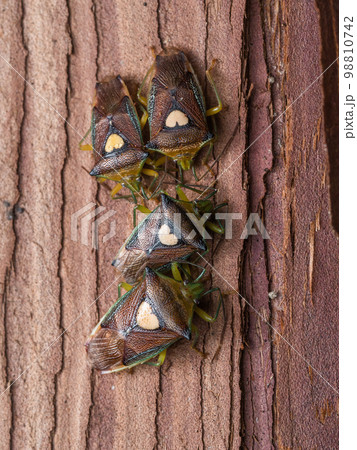 樹皮下で越冬していたエサキモンキツノカメムシ 98810742