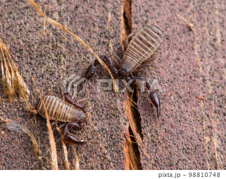 樹皮下で越冬していたカニムシの仲間 98810748