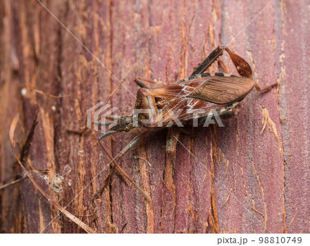 樹皮下で越冬していたマツヘリカメムシ 98810749