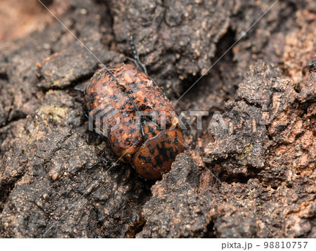 アカマダラコガネ（アカマダラハナムグリ） 98810757