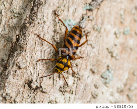 オオトラカミキリ オオトラカミキリ 98810758