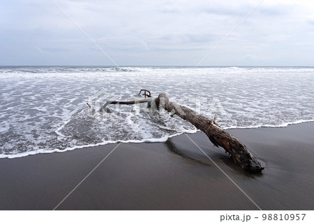 イタンキ浜の流木【北海道室蘭市】 イタンキ浜の流木【北海道室蘭市】 98810957