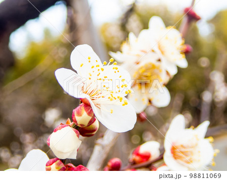 新春に咲き始めた美しい梅の花 白梅 新春に咲き始めた美しい梅の花 白梅 98811069
