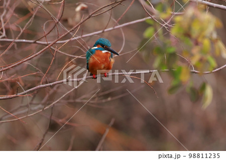 獲物を狙うカワセミ 獲物を狙うカワセミ 98811235