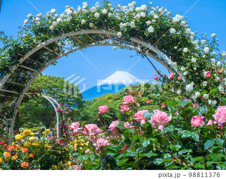 5月静岡・富士市　富士山と富士市中央公園の薔薇 98811376
