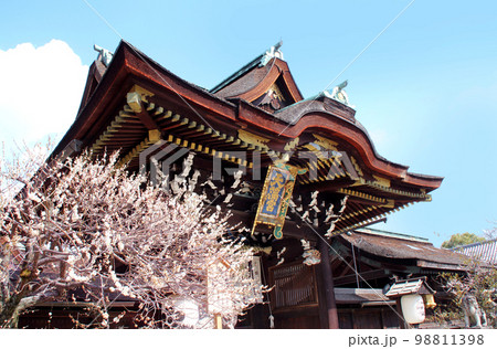 京都北野天満宮と梅の花 京都北野天満宮と梅の花 98811398