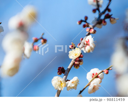 新春に美しく咲いた満開の梅の花 白梅 新春に美しく咲いた満開の梅の花 白梅 98811459