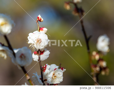 新春に美しく咲いた満開の梅の花 白梅 新春に美しく咲いた満開の梅の花 白梅 98811506