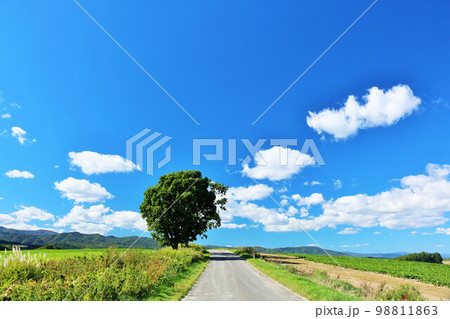 北海道　夏の青空と美瑛の風景 98811863
