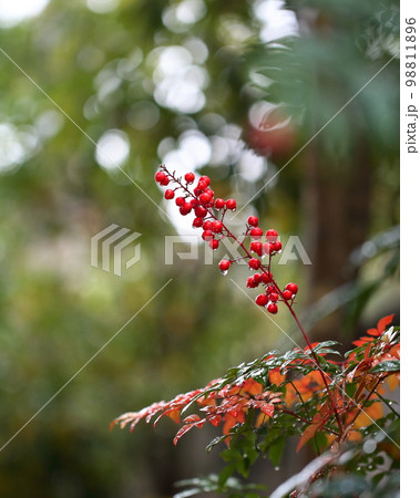 雨上がりのナンテン 98811896