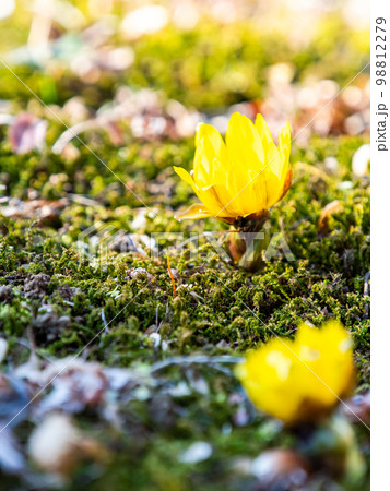 新春に咲き始めた可愛い福寿草 新春に咲き始めた可愛い福寿草 98812279