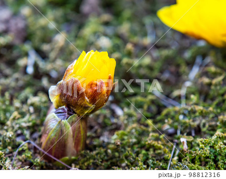 新春に咲き始めた可愛い福寿草 98812316