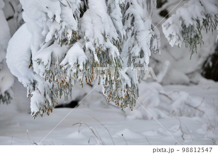 真冬の絶景　積雪の杉 98812547