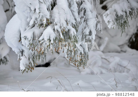 真冬の絶景　積雪の杉 98812548