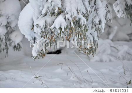 真冬の絶景　積雪の杉 98812555