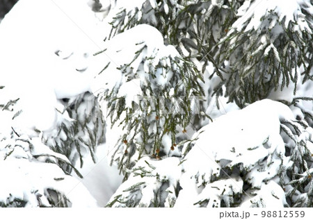 真冬の絶景　積雪の杉 98812559
