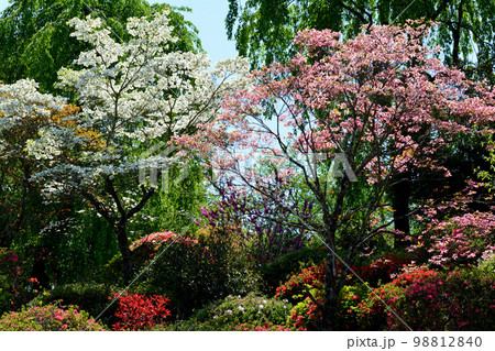 大桑原(おおかんばら)つつじ園へ行きました #72 大桑原(おおかんばら)つつじ園へ行きました #72 98812840